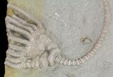 Bargain Macrocrinus Crinoid Fossil - Crawfordsville, Indiana #48425-1